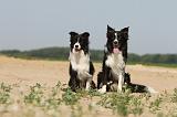 BORDER COLLIE 460
